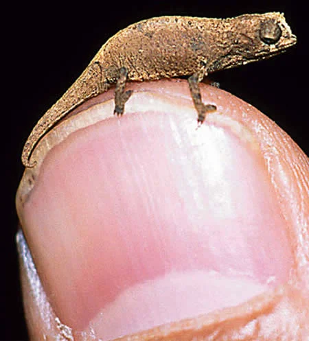 Dünyanın En Küçük Bukalemunu 1,2 cm.jpg