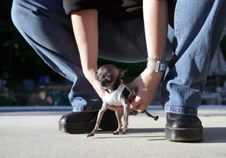 Dünyanın En Küçük Köpeği 12,4 cm.jpg